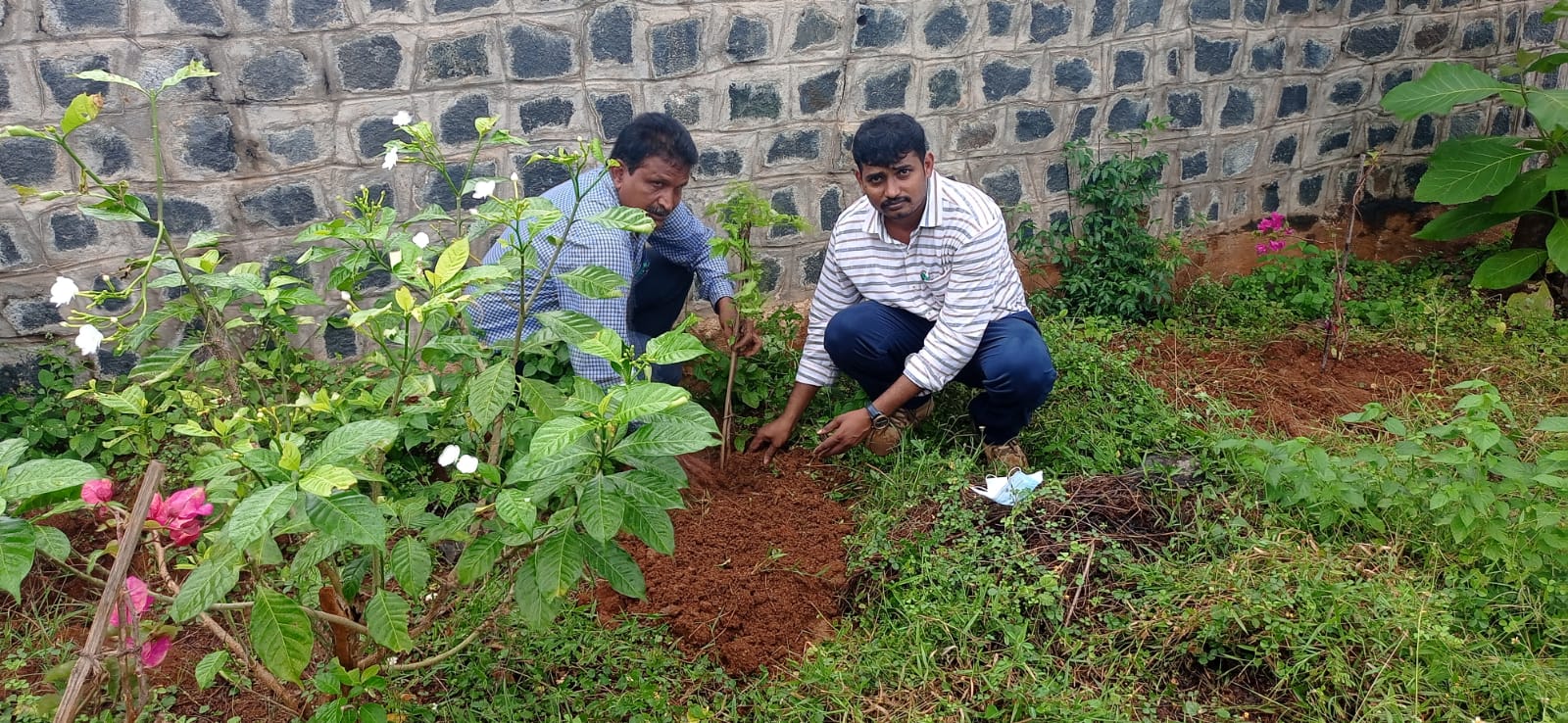 As plantation programme by BOTANY dept